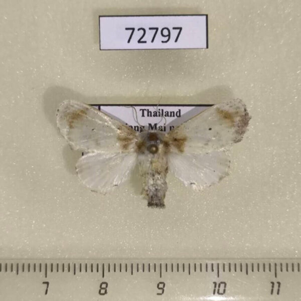 Limacodidae Vipaka niveipennis f Thailand