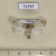 72797p Limacodidae Vipaka niveipennis f Thailand $9