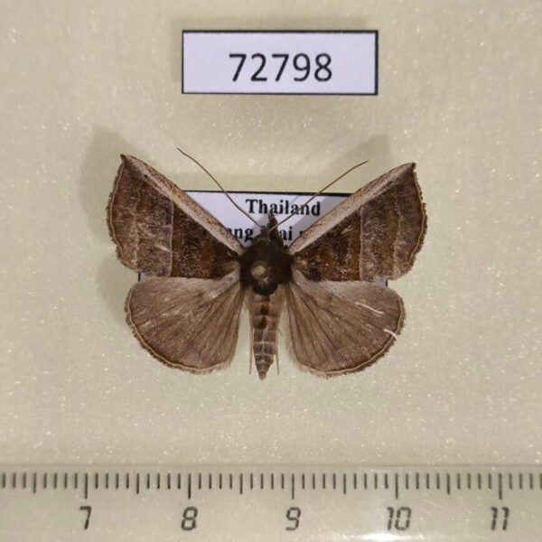 Noctuidae Hypena sp. Thailand
