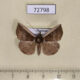 72798p Noctuidae Hypena sp. Thailand $8