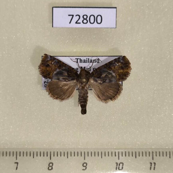 Noctuidae Beana sp. Thailand