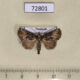 72801p Noctuidae Beana sp. Thailand $9