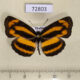 72803p Nymphalidae Pantoporia hordonia Thailand $6