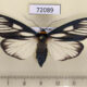 78089p Arctiidae Macrobrochis prasena f Thailand $20