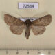 72564p Noctuidae Cornutifera simplex f Tyva rep. $10