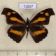 72807p Libytheidae Libythea myrrha Thailand $4