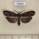72810p Notodontiidae Gargetta divisa Thailand $10