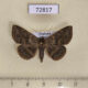 72817p Noctuidae Condate sp. Thailand $15