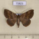 72821p Noctuidae Blasticorhinus sp. Thailand $7