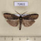 72822p Notodontiidae Gargetta divisa Thailand $10