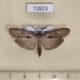 72823p Notodontiidae Porsica curvaria Thailand $15