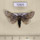72825p Noctuidae Sundwarda dohertyi Thailand $9