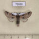 72828p Notodontiidae Furcula aeruginosa petri Altai reg. $7