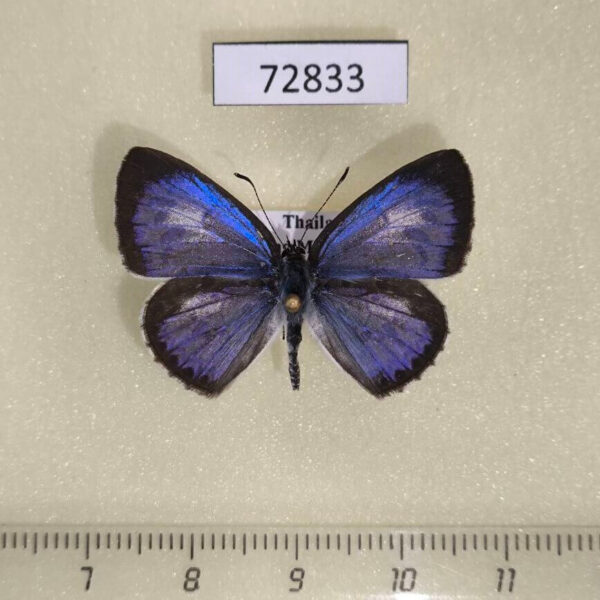 Lycaenidae Acytolepis puspa gisca Thailand