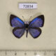 72834p Lycaenidae Acytolepis puspa gisca Thailand $9-2