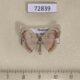 72839p Geometridae Somatina rosacea Thailand $12