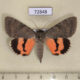 72848p Noctuidae Catocala artobolevskiji Kazakhstan $50