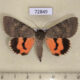 72849p Noctuidae Catocala artobolevskiji Kazakhstan $40