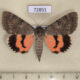 72851p Noctuidae Catocala artobolevskiji Kazakhstan $50