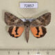 72857p Noctuidae Catocala timur Kazakhstan $8
