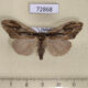 72868p Lymantridae Olene mendosa f Thailand $8