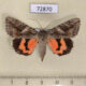 72870p Noctuidae Catocala timur f Kazakhstan $9