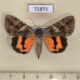 72873p Noctuidae Catocala timur f Kazakhstan $12