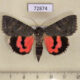 72874p Noctuidae Catocala optima Kazakhstan $60