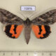 72876p Noctuidae Catocala remissa f Kazakhstan $30