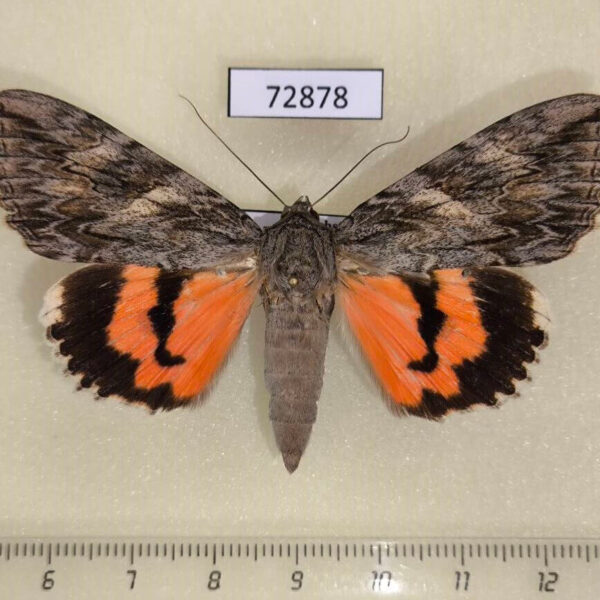Noctuidae Catocala remissa f Kazakhstan