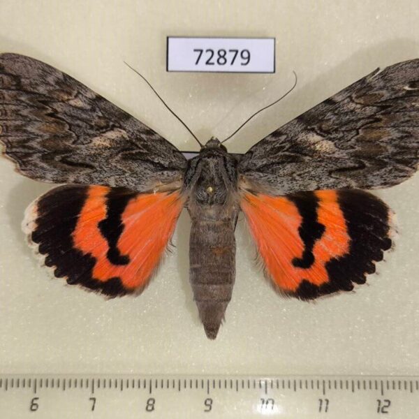 Noctuidae Catocala remissa f Kazakhstan