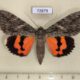 72879p Noctuidae Catocala remissa f Kazakhstan $30