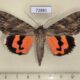 72881p Noctuidae Catocala remissa Kazakhstan $30