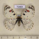 72883p Papilionidae Hypermnestra helios Kazakhstan $8