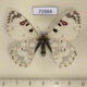 72884p Papilionidae Hypermnestra helios Kazakhstan $8