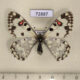 72887p Papilionidae Hypermnestra helios f Kazakhstan $13
