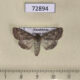 72894p Noctuidae Cardepia irrisoria nigrescens f Kazakhstan $7