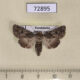 72895p Noctuidae Cardepia irrisoria nigrescens f Kazakhstan $7