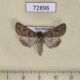 72896p Noctuidae Cardepia irrisoria nigrescens Kazakhstan $6