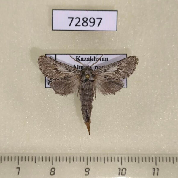 Cossidae Dyspessa tristis f Kazakhstan
