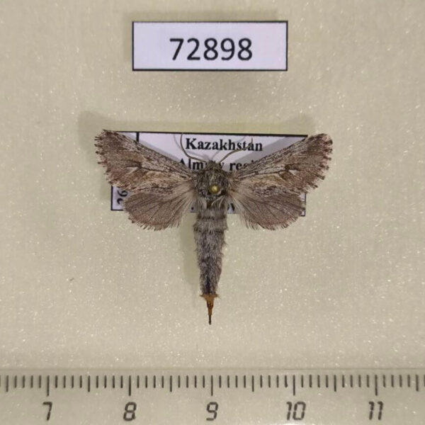 Cossidae Dyspessa tristis f Kazakhstan
