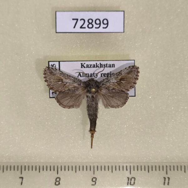 Cossidae Dyspessa tristis f Kazakhstan