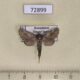 72899p Cossidae Dyspessa tristis f Kazakhstan $10