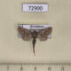 72900p Cossidae Dyspessa tristis f Kazakhstan $10