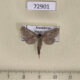 72901p Cossidae Dyspessa tristis f Kazakhstan $10
