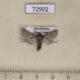 72902p Cossidae Dyspessa tristis Kazakhstan $9