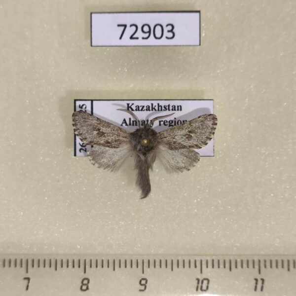 Cossidae Dyspessa tristis Kazakhstan