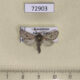 72903p Cossidae Dyspessa tristis Kazakhstan $9