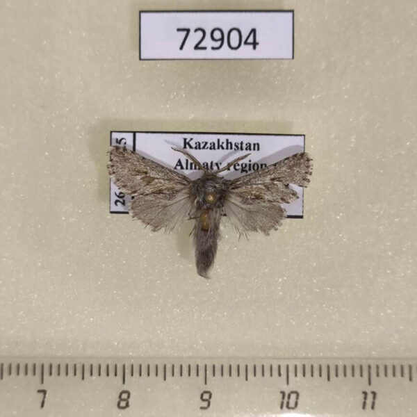 Cossidae Dyspessa tristis Kazakhstan