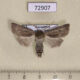 72907p Noctuidae Eicomorpha koeppeni Kazakhstan $9